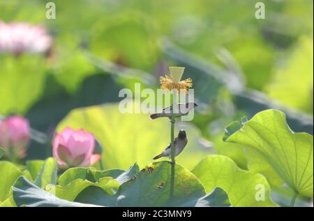 Hengyang, province chinoise du Hunan. 21 juin 2020. Deux oiseaux sont vus reposer sur un étang de lotus dans la ville de Nanyue, Hengyang, province du Hunan, au centre de la Chine, le 21 juin 2020. Crédit : CAO Zhengping/Xinhua/Alamy Live News Banque D'Images