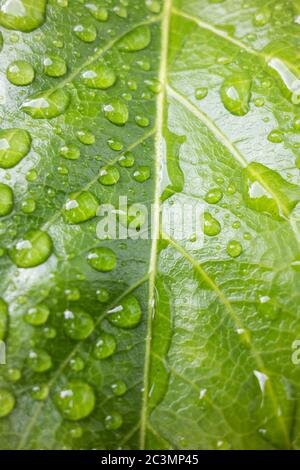 Gros plan de gouttelettes d'eau sur des feuilles vert similicuir d'une Fatsia Japonica ou d'une plante de papier Banque D'Images