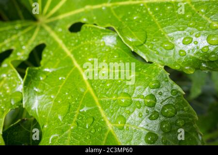 Gros plan de gouttelettes d'eau sur des feuilles vert similicuir d'une Fatsia Japonica ou d'une plante de papier Banque D'Images