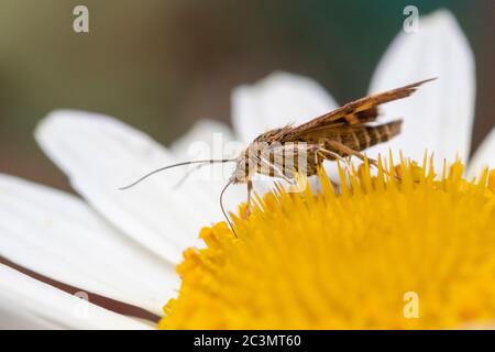 Gros plan d'un Moth de la menthe (pyrausta aurata) sur Anthemis tinctoria «E.C.Buxton» Banque D'Images