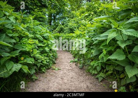 Sentier dans la forêt entouré de plantes d'ortie Urtica dioica végétation luxuriante Banque D'Images
