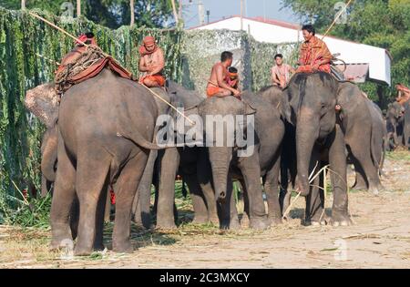 SURIN - 21 NOVEMBRE : mahouts et éléphants se détendant au soleil du matin pendant le Roundup annuel des éléphants le 21 novembre 2010 à Surin, Thaïlande. Banque D'Images