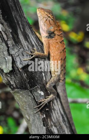 Grand Lizard orange typique sur le bois au Vietnam Banque D'Images