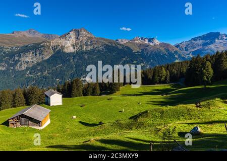 Vue panoramique sur les Alpes suisses près du lac Lai da Vons, avec des vaches en premier plan, canton des Grisons, Suisse Banque D'Images