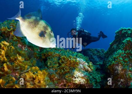 Plongée sous-marine avec triggerfish gris (Balistes capriscus) dans la Réserve marine de Mar de las Calmas (El Hierro, îles Canaries, mer Atlantique, Espagne) Banque D'Images