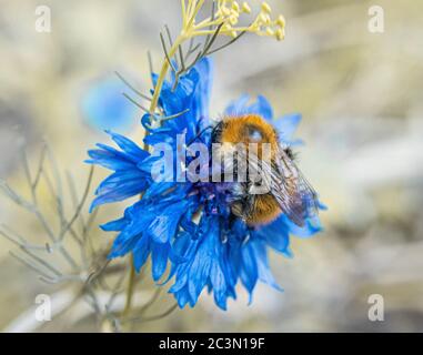 Bourdon sur une fleur bleue Banque D'Images