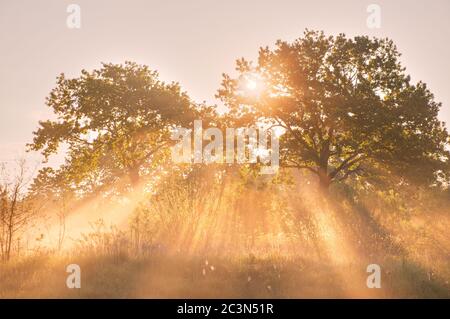 Poutres apparentes dans une bosquet de chêne. Un lever de soleil pittoresque et brumeux sur les berges de la rivière. La lumière du soleil se brise par le brouillard du matin, Biélorussie Banque D'Images