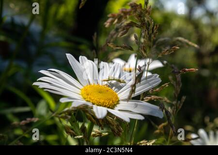 Camomille fleurs soleil contraste gros plan sur fond flou. Herbe en fleurs dans la variété de l'herbe déposée le chaud jour d'été Banque D'Images