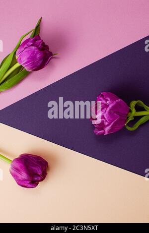 Vue de dessus d'une composition de trois tulipes violettes Banque D'Images