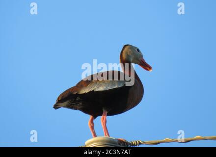 Sifflement à ventre noir canard de canard perché sur un fil électrique Banque D'Images