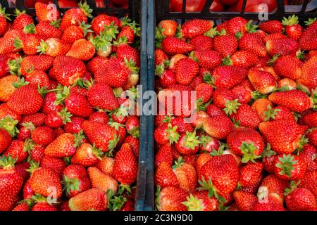 Beaucoup de fraises rouges mûres à vendre. Vitrine du marché de détail des légumes et des fruits. Banque D'Images