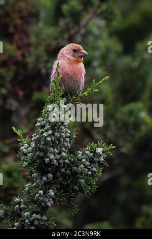Pourpre finch purpureus héorhous perchée dans un arbuste à feuilles persistantes - oiseau rose / oiseau rouge dans un arbuste vert - famille des Fringillidae Banque D'Images