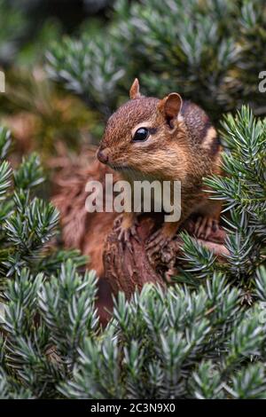 Chipmunk - Tamias striatus dans un arbuste à feuilles persistantes - Le mignon Chipmunk de l'est tire sa tête et le corps hors de un arbuste de jardin de près Banque D'Images