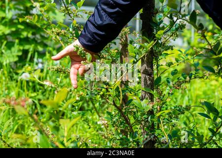 Fleur rose bleuet Bush. Reproduction de buissons fructueux de baies noires sur la ferme. Banque D'Images