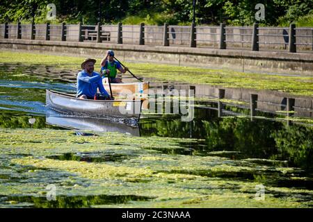 Ottawa, Canada. 21 juin 2020. Avec un trafic plus faible que d'habitude, une algue verte s'accroît sur le canal Rideau, au centre de la ville. La récolte d'algues pourrait être le résultat d'une combinaison de facteurs tels que des températures plus chaudes et une circulation plus faible des bateaux en raison de la pandémie en cours avec la réouverture du canal il y a trois semaines. Les fleurs, qui sont des algues filamenteuses vertes, ne sont pas toxiques et sont principalement un problème esthétique à ce stade. Credit: Meanderingemu/Alamy Live News Banque D'Images