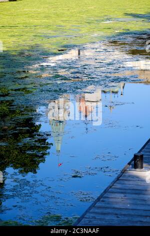 Ottawa, Canada. 21 juin 2020. Reflet du parement canadien dans les algues a couvert le canal Rideau. Avec un trafic plus faible que d'habitude, une algue verte s'accroît sur le canal Rideau, au centre de la ville. La récolte d'algues pourrait être le résultat d'une combinaison de facteurs tels que des températures plus chaudes et une circulation plus faible des bateaux en raison de la pandémie en cours avec la réouverture du canal il y a trois semaines. Les fleurs, qui sont des algues filamenteuses vertes, ne sont pas toxiques et sont principalement un problème esthétique à ce stade. Credit: Meanderingemu/Alamy Live News Banque D'Images