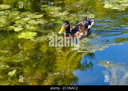 Ottawa, Canada. 21 juin 2020. Un canard colvert flottant sur les eaux couvertes d'algues du canal Rideau. Avec un trafic plus faible que d'habitude, une algue verte s'accroît sur le canal Rideau, au centre de la ville. La récolte d'algues pourrait être le résultat d'une combinaison de facteurs tels que des températures plus chaudes et une circulation plus faible des bateaux en raison de la pandémie en cours avec la réouverture du canal il y a trois semaines. Les fleurs, qui sont des algues filamenteuses vertes, ne sont pas toxiques et sont principalement un problème esthétique à ce stade. Credit: Meanderingemu/Alamy Live News Banque D'Images