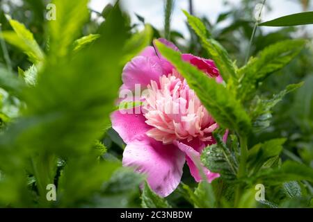 Fleur rose dans le jardin. Fleurs roses pivoines fleuries sur fond de pivoines roses. Jardin de pivoines. Banque D'Images