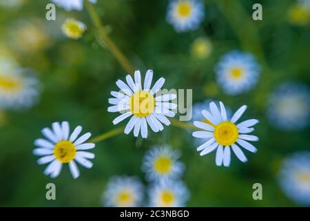 Pâquerettes sur le terrain. Vue de dessus de la camomille. Bordure de fleurs de champ de camomille. Belle scène nature Banque D'Images