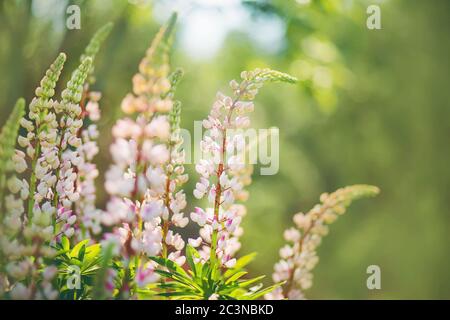 Lumière délicate les fleurs lupin parfumées fleurissent au milieu d'un jardin vert, illuminé par la lumière du soleil. Banque D'Images