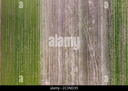 Terres agricoles, terre labourée, champ vert, vue de dessus. Champs agricoles avec repères de roue. Photo aérienne du paysage rural de printemps Banque D'Images