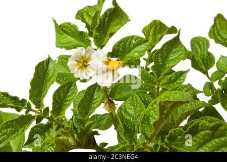 pomme de terre en fleur sur fond blanc Banque D'Images