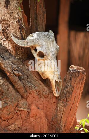 Os d'animaux. Trophée de la tribu indigène Vedda (vedha) du Sri lanka. Village local Banque D'Images