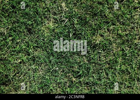 Vert naturel herbe plein de cadre idéal pour les textures et les fonds Banque D'Images