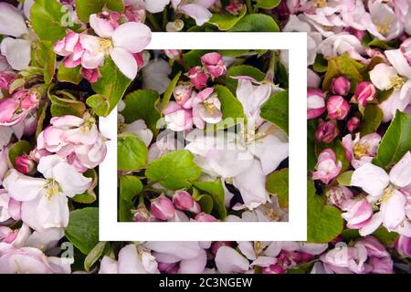 Cadre blanc sur fond floral. Bordure de fleur de printemps, fleurs roses et blanches et feuilles de pommier vertes, vue du dessus. Spring Blossom concept, plat Banque D'Images