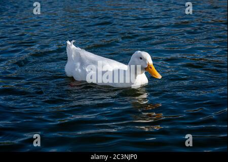 Nage avec le canard blanc Banque D'Images