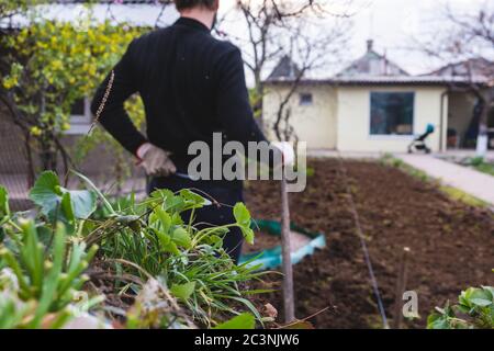 Homme avec pelle dans le jardin. Douleurs dorsales pendant le travail dans le jardin Banque D'Images