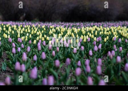 Photo incroyable de fleurs de tulipe pourpres et jaunes Banque D'Images