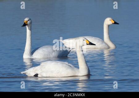 Cygne de Bewick (Cygnus columbianus bewickii) adultes qui nagent dans une piscine de marais, Gloucestershire, Royaume-Uni, novembre. Banque D'Images