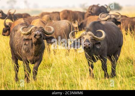 Buffle africain ou buffle du Cap (Syncerus caffer), parc national de Murchison Falls, Ouganda. Banque D'Images