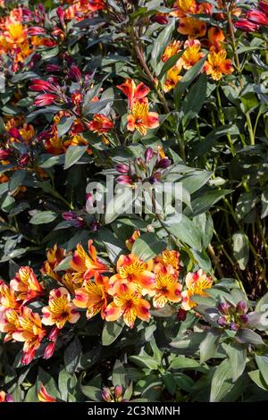 Alstromeria jaune et orange coloré été indien 'Tesronto' en fleur à la fin du printemps / début de l'été à RHS Garden Wisley, Surrey, se Angleterre Banque D'Images