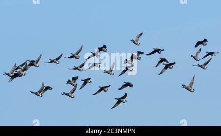 Brent Goose (Branta bernicla) floqué en vol au-dessus, Poole Harbour, Dorset, Royaume-Uni, décembre. Banque D'Images