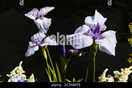 Iris japonais, Iris Ensata 'Kozasa Gawa' en fleur à la fin du printemps / début de l'été à RHS Garden Wisley, Surrey, au sud-est de l'Angleterre Banque D'Images