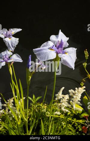 Iris japonais, Iris Ensata 'Kozasa Gawa' en fleur à la fin du printemps / début de l'été à RHS Garden Wisley, Surrey, au sud-est de l'Angleterre Banque D'Images