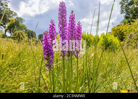 Orchidée pourpre précoce (Orchis mascala) fleurit dans le Meadow alpin à RHS Garden Wisley, Surrey, sud-est de l'Angleterre, à la fin du printemps / au début de l'été Banque D'Images