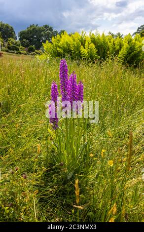 Orchidée pourpre précoce (Orchis mascala) fleurit dans le Meadow alpin à RHS Garden Wisley, Surrey, sud-est de l'Angleterre, à la fin du printemps / au début de l'été Banque D'Images