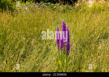 Orchidée pourpre précoce (Orchis mascala) fleurit dans le Meadow alpin à RHS Garden Wisley, Surrey, sud-est de l'Angleterre, à la fin du printemps / au début de l'été Banque D'Images