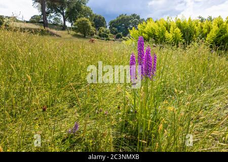 Orchidée pourpre précoce (Orchis mascala) fleurit dans le Meadow alpin à RHS Garden Wisley, Surrey, sud-est de l'Angleterre, à la fin du printemps / au début de l'été Banque D'Images