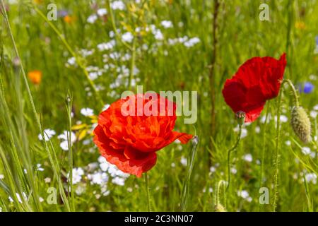 Un mélange de fleurs sauvages de fleurs de prairie avec des coquelicots rouges fleuris dans de la pelouse longue à la fin du printemps / début de l'été à RHS Garden Wisley, Surrey, se, Angleterre Banque D'Images