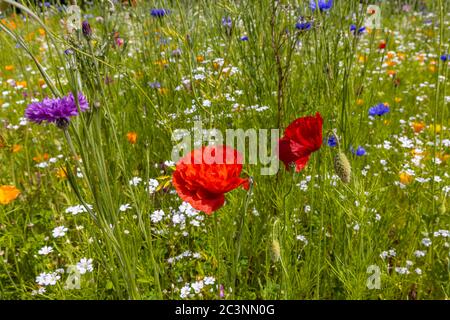 Un mélange de fleurs sauvages de fleurs de prairie avec des coquelicots rouges fleuris dans de la pelouse longue à la fin du printemps / début de l'été à RHS Garden Wisley, Surrey, se, Angleterre Banque D'Images