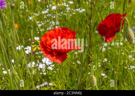 Un mélange de fleurs sauvages de fleurs de prairie avec des coquelicots rouges fleuris dans de la pelouse longue à la fin du printemps / début de l'été à RHS Garden Wisley, Surrey, se, Angleterre Banque D'Images