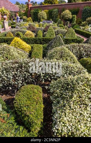 Le jardin du nœud avec des buissons topiaires coupés et soignés dans les jardins clos de RHS Garden Wisley, Surrey, dans le sud-est de l'Angleterre, en été Banque D'Images