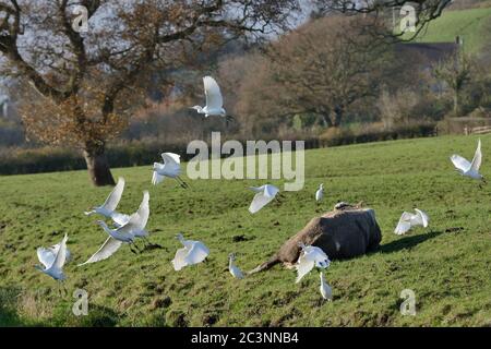 Les aigrettes de bétail (Bubulcus ibis) se délassent après s'être reposent près de Cattle (Bos taurus) assis sur des pâturages, Somerset Levels, Royaume-Uni, novembre. Banque D'Images