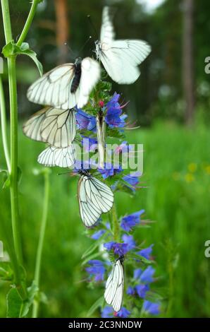 Papillons blancs avec des veines noires rassemble nectar sur fleur bleue dans la forêt d'été, gros plan avec le foyer doux de Hawthorn Aporia crataegi à Siber Banque D'Images