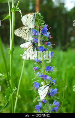 Papillons blancs avec des veines noires rassemble nectar sur fleur bleue dans la forêt d'été, gros plan avec le foyer doux de Hawthorn Aporia crataegi à Siber Banque D'Images