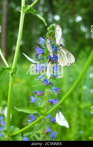 Papillons blancs avec des veines noires rassemble nectar sur fleur bleue dans la forêt d'été, gros plan avec le foyer doux de Hawthorn Aporia crataegi à Siber Banque D'Images